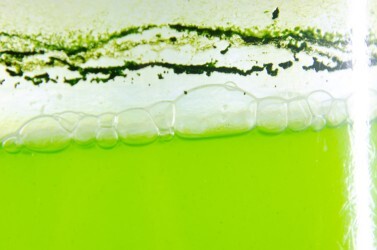EnLife Algae