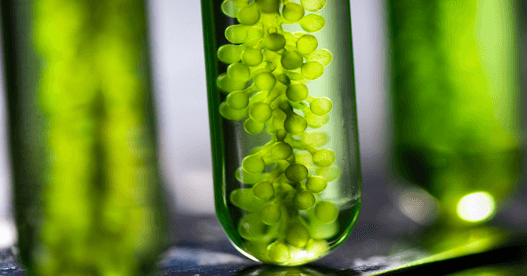 EnLife Algae